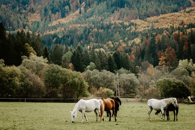 Kone pri ranči – fotka 2 z 8