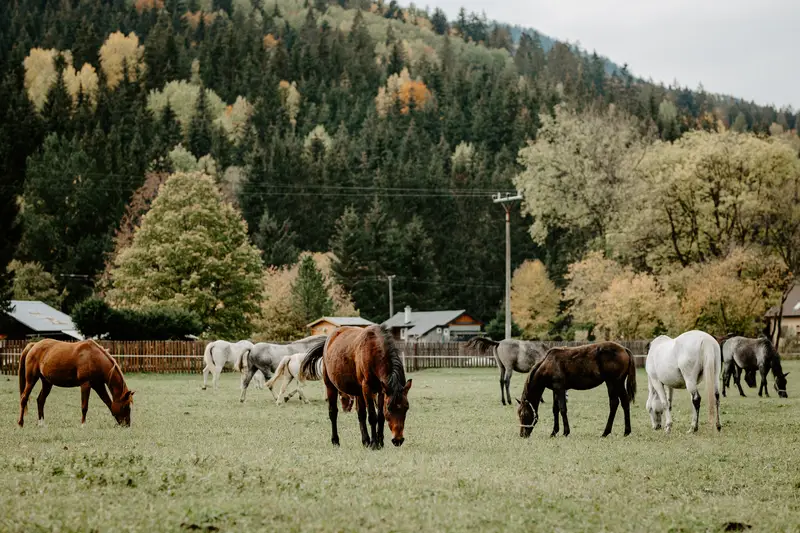 Kone pri ranči – fotka 3 z 8