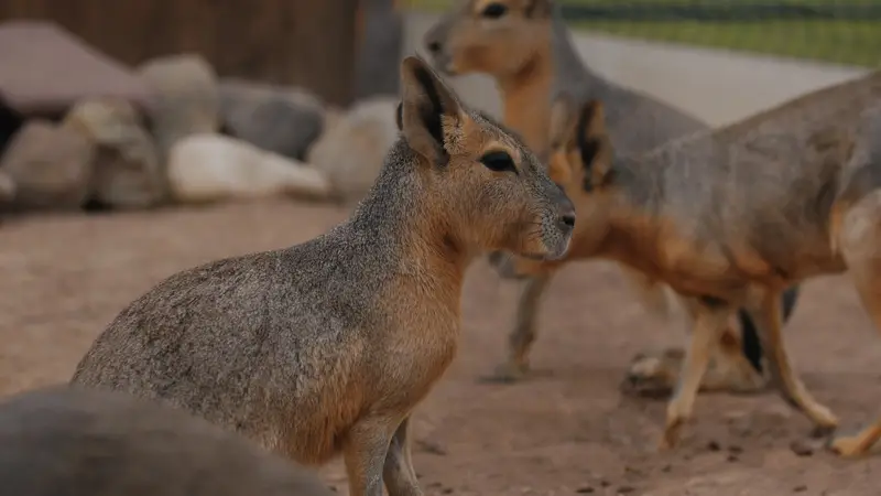 Ranč Zoo – fotka 18 z 157