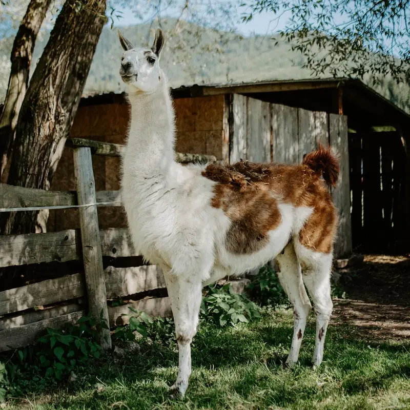 Ranč Zoo – fotka 22 z 157