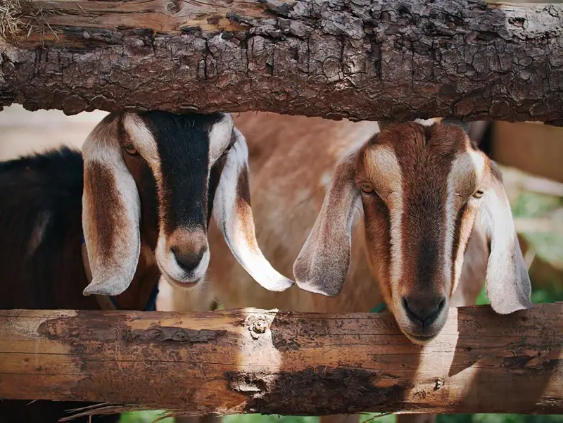 Ranč Zoo – fotka 36 z 157