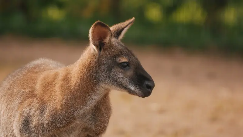 Ranč Zoo – fotka 52 z 157