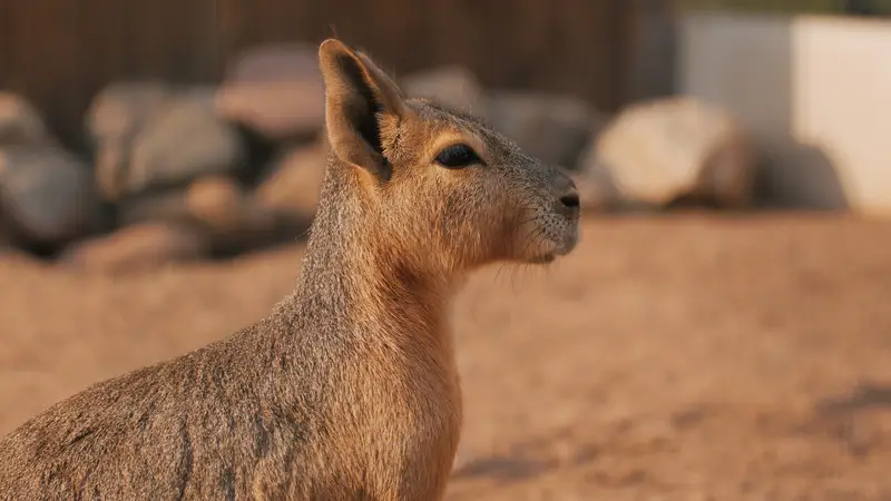 Ranč Zoo – fotka 53 z 157