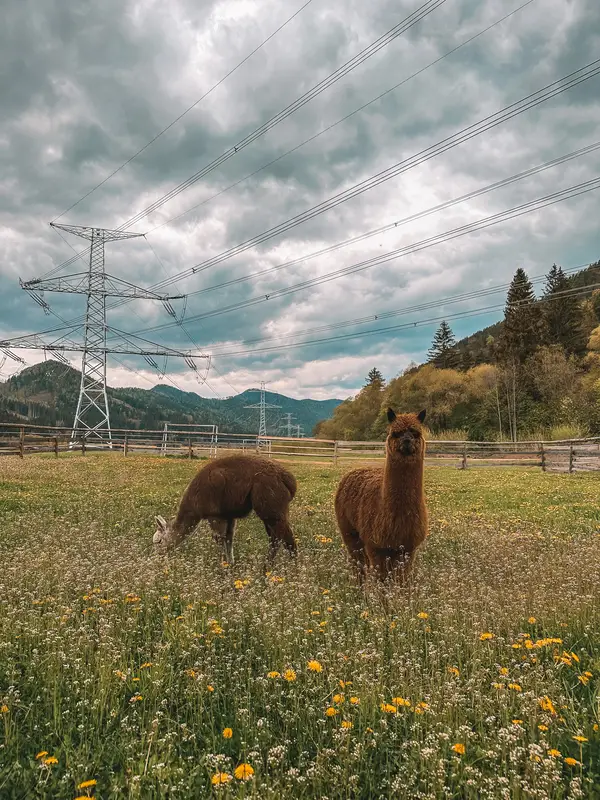 Ranč Zoo – fotka 63 z 157