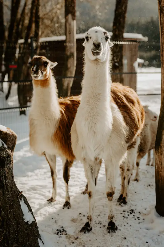 Ranč Zoo – fotka 83 z 157