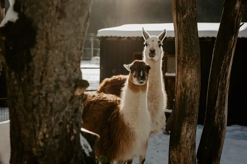 Ranč Zoo – fotka 84 z 157