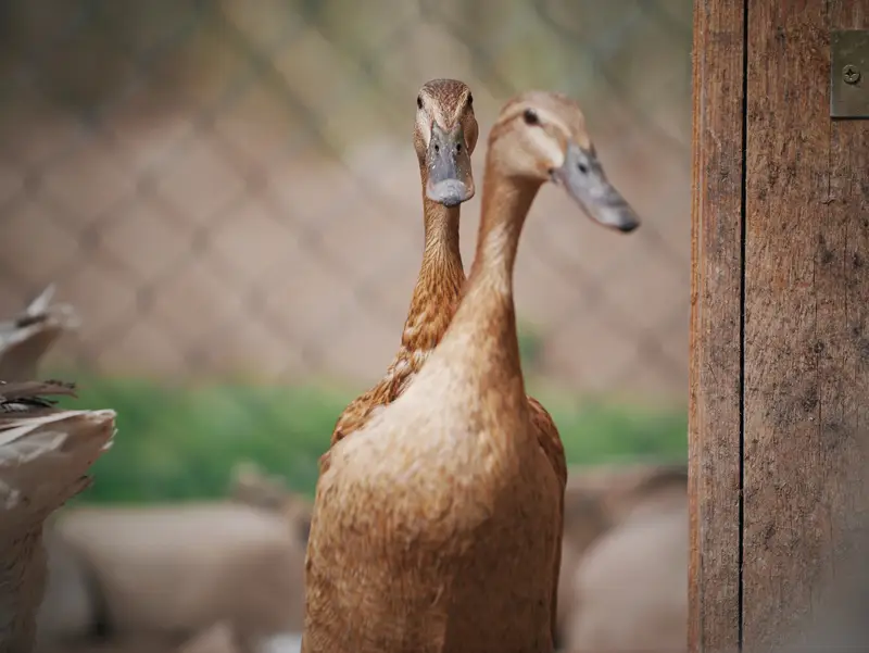 Ranč Zoo – fotka 87 z 157