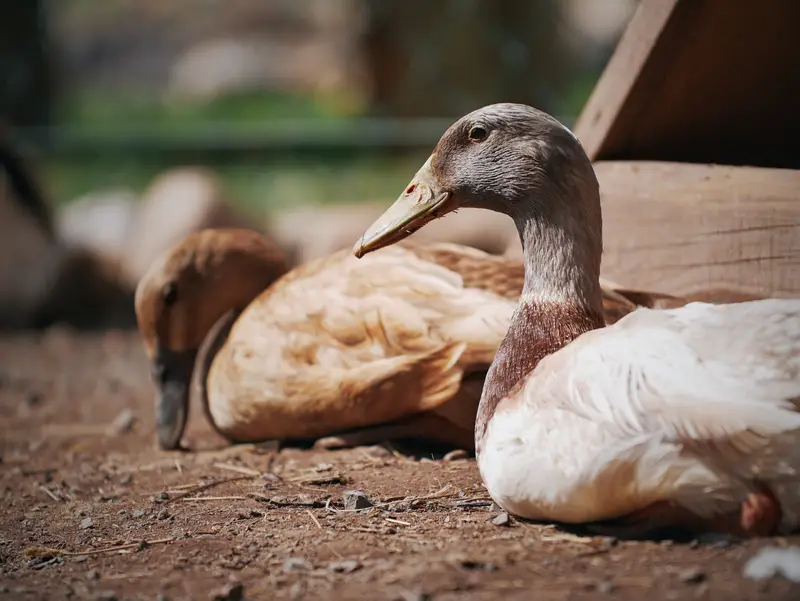 Ranč Zoo – fotka 89 z 157