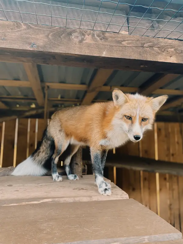 Ranč Zoo – fotka 109 z 157
