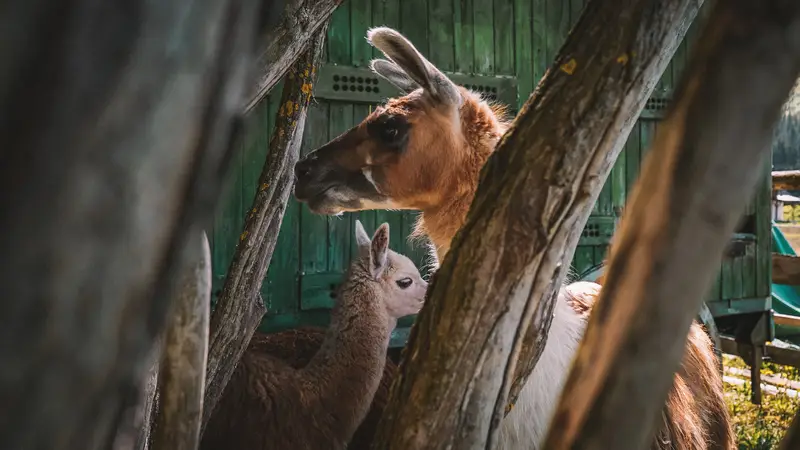 Ranč Zoo – fotka 123 z 157