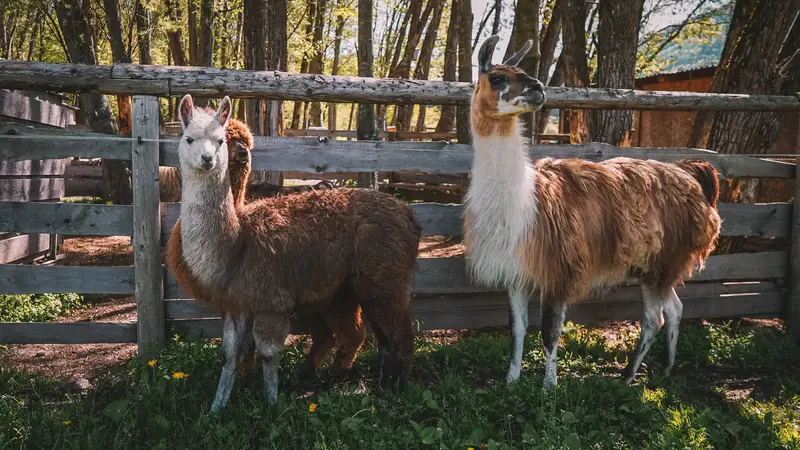 Ranč Zoo – fotka 124 z 157