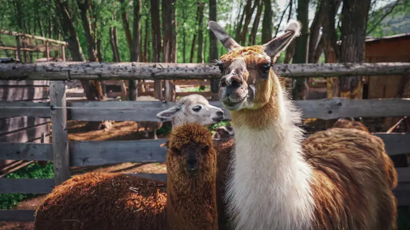 Ranč Zoo – fotka 125 z 157