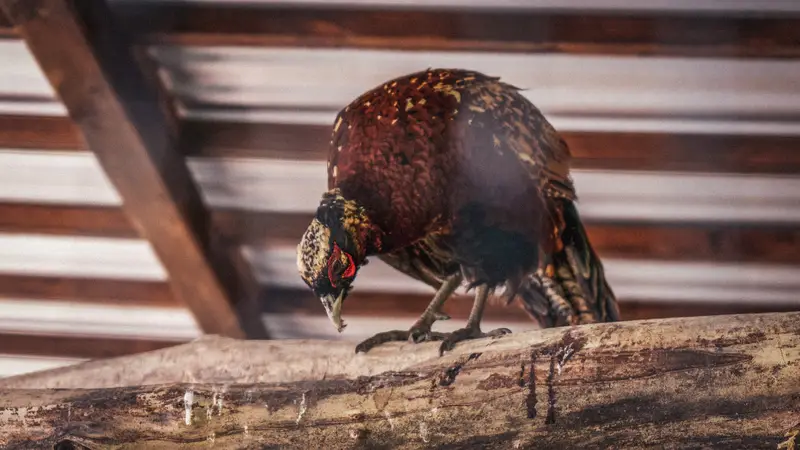 Ranč Zoo – fotka 126 z 157