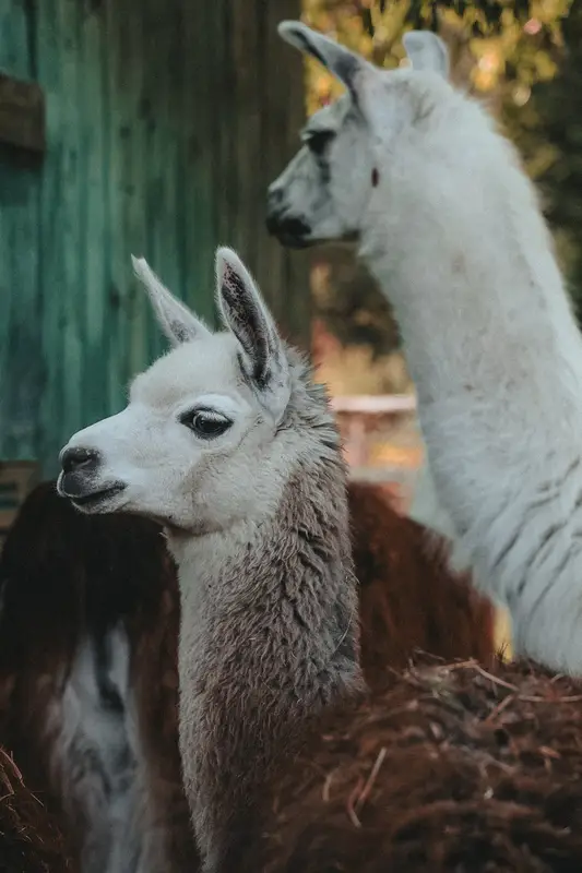 Ranč Zoo – fotka 133 z 157