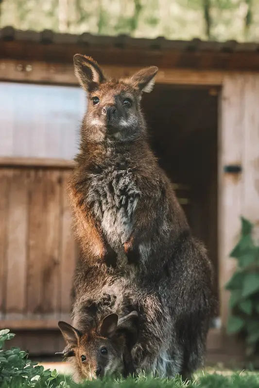 Ranč Zoo – fotka 134 z 157