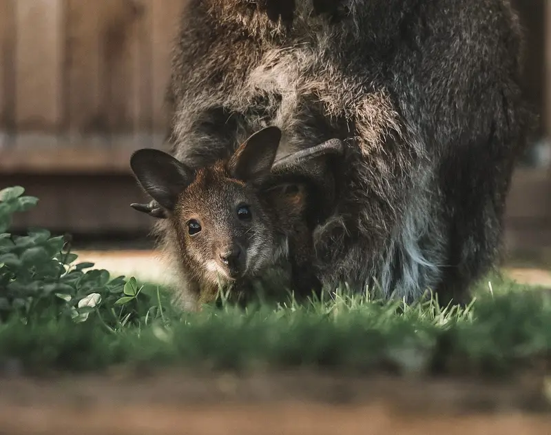 Ranč Zoo – fotka 135 z 157