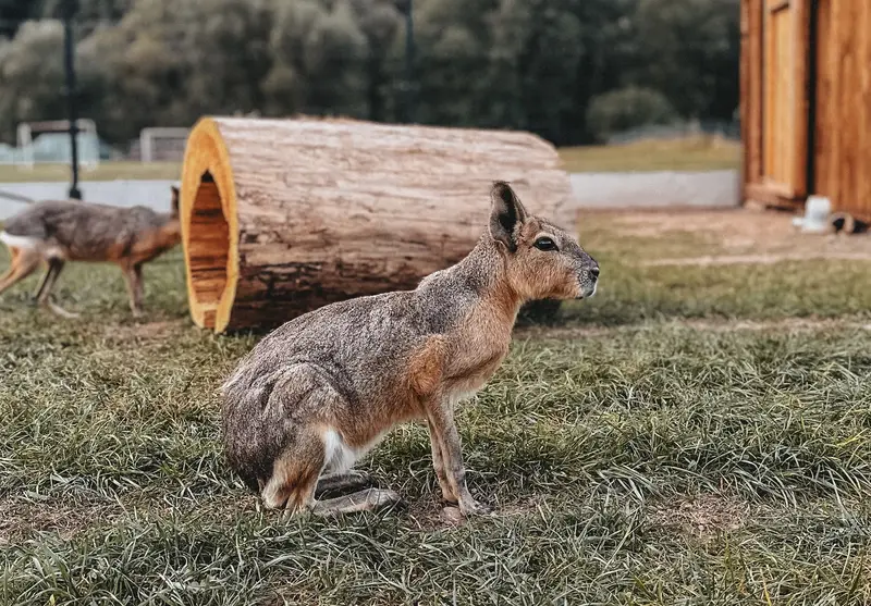 Ranč Zoo – fotka 140 z 157