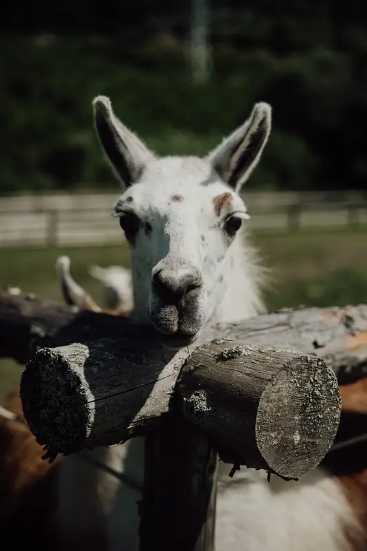 Ranč Zoo – fotka 146 z 157