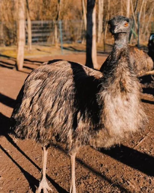Emu hnedý