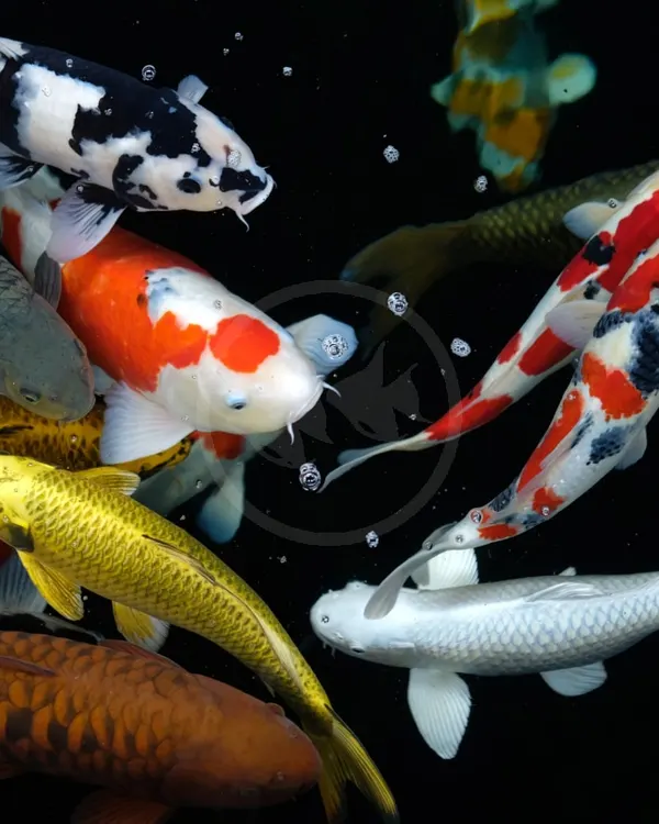 Kapor koi