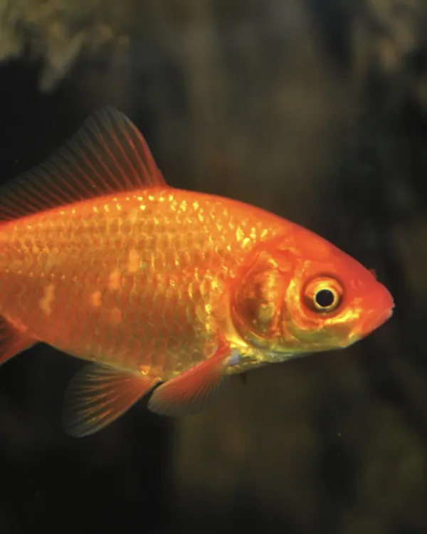 Karas