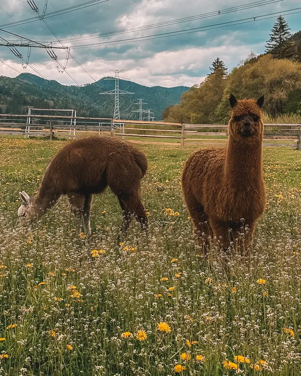 Lama Alpaka