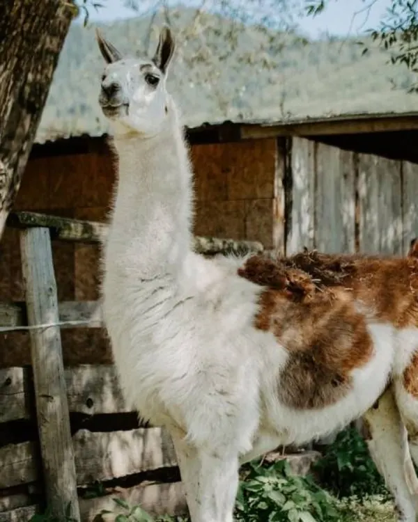 Lama krotká