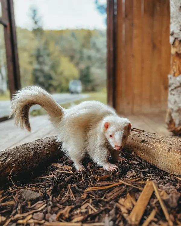 Skunk pruhovaný